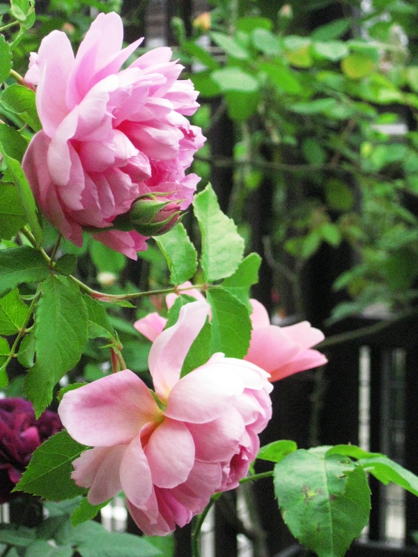 f:id:doronkox:20190801233534j:plain f:id:doronkox:20190801233534j:plain