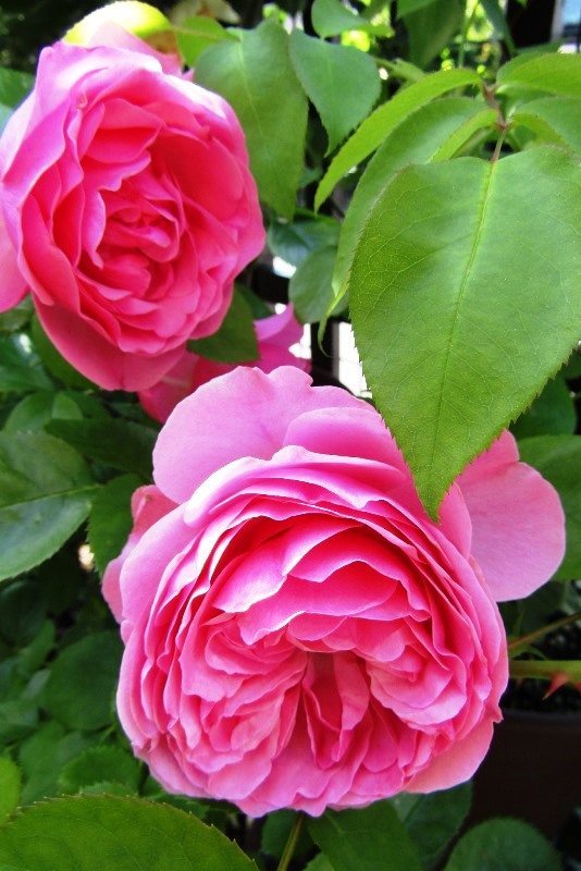 f:id:doronkox:20190805235433j:plain f:id:doronkox:20190805235433j:plain