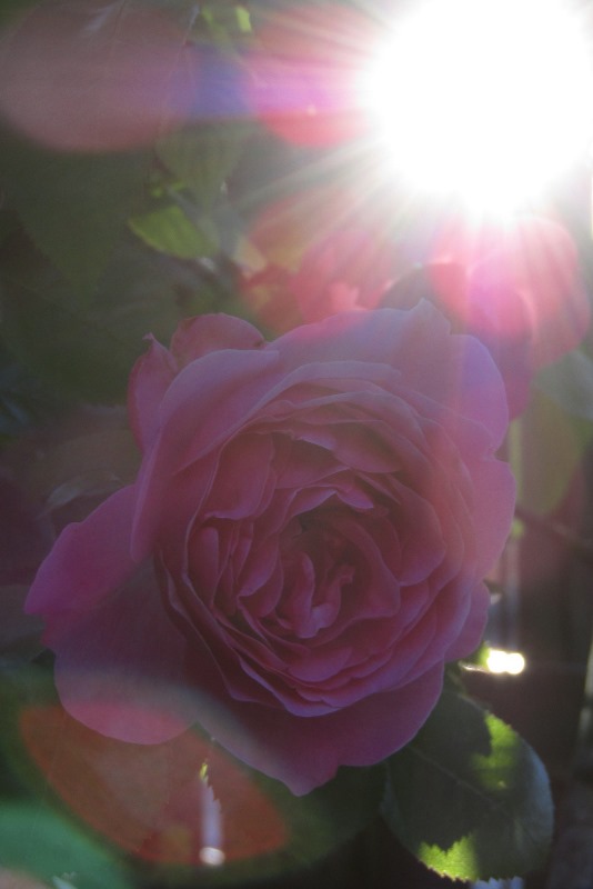 f:id:doronkox:20190805235940j:plain f:id:doronkox:20190805235940j:plain