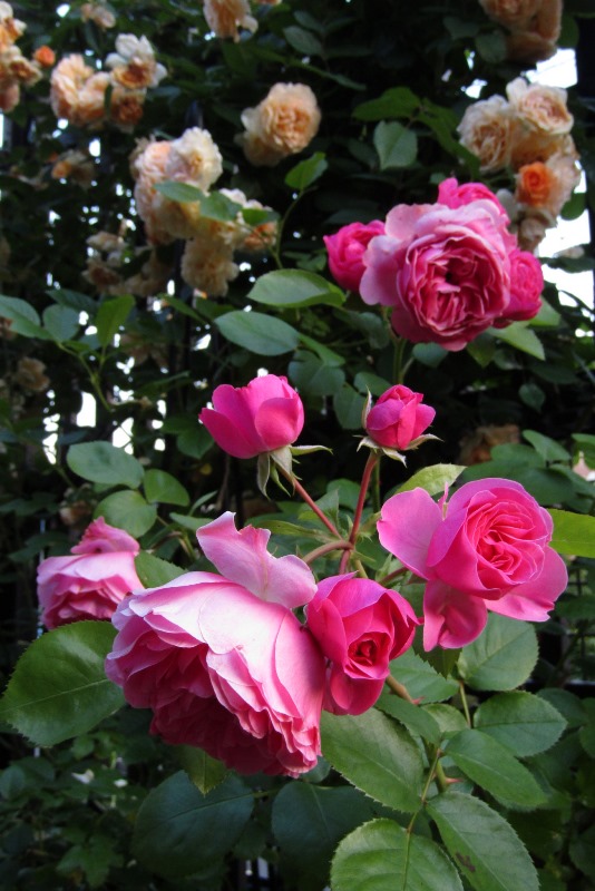 f:id:doronkox:20190806000812j:plain f:id:doronkox:20190806000812j:plain