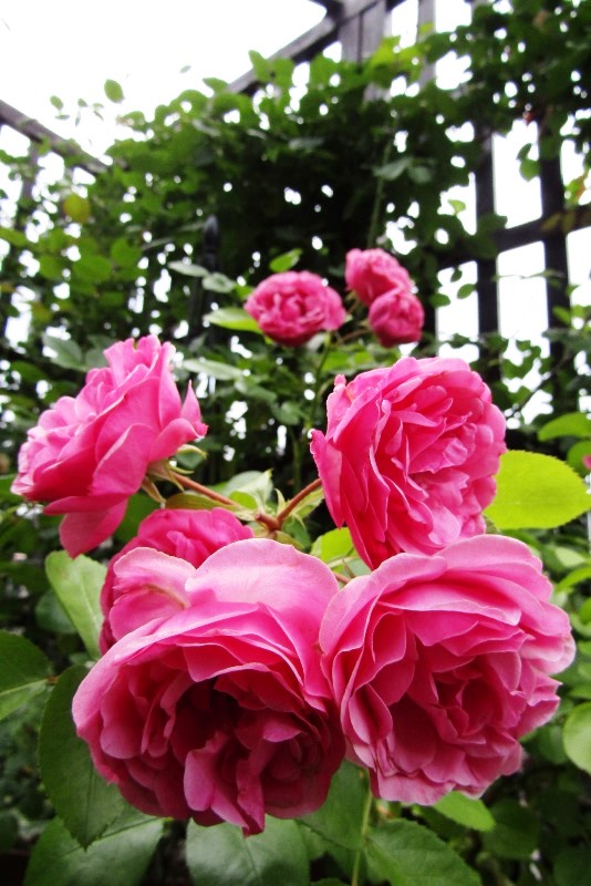 f:id:doronkox:20190806004839j:plain f:id:doronkox:20190806004839j:plain