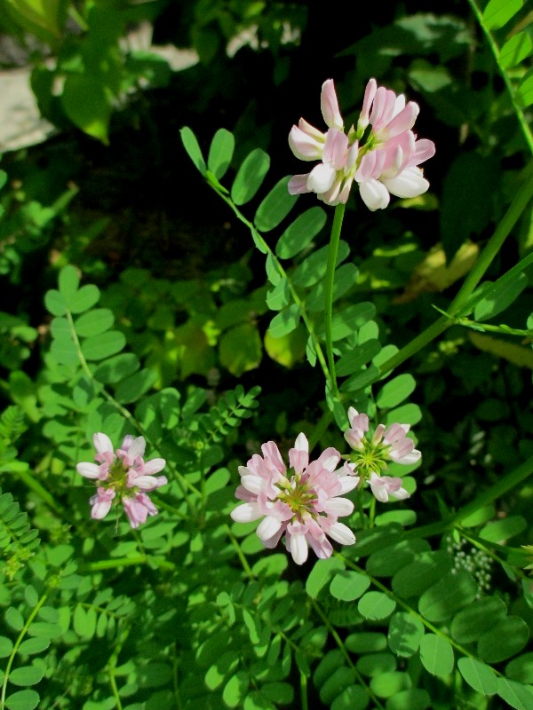 f:id:doronkox:20190810205043j:plain f:id:doronkox:20190810205043j:plain