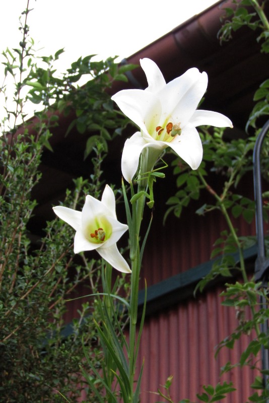f:id:doronkox:20190813135000j:plain f:id:doronkox:20190813135000j:plain