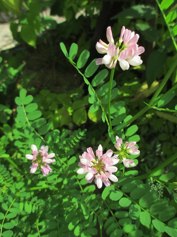 f:id:doronkox:20190814170225j:plain f:id:doronkox:20190814170225j:plain
