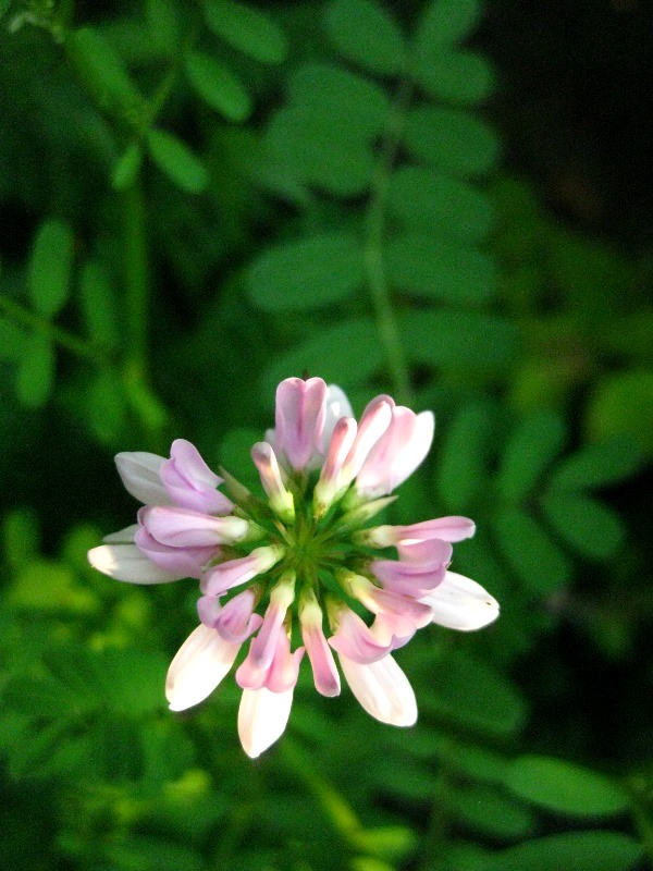 f:id:doronkox:20190814171731j:plain f:id:doronkox:20190814171731j:plain