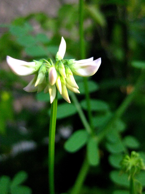 f:id:doronkox:20190815174851j:plain f:id:doronkox:20190815174851j:plain