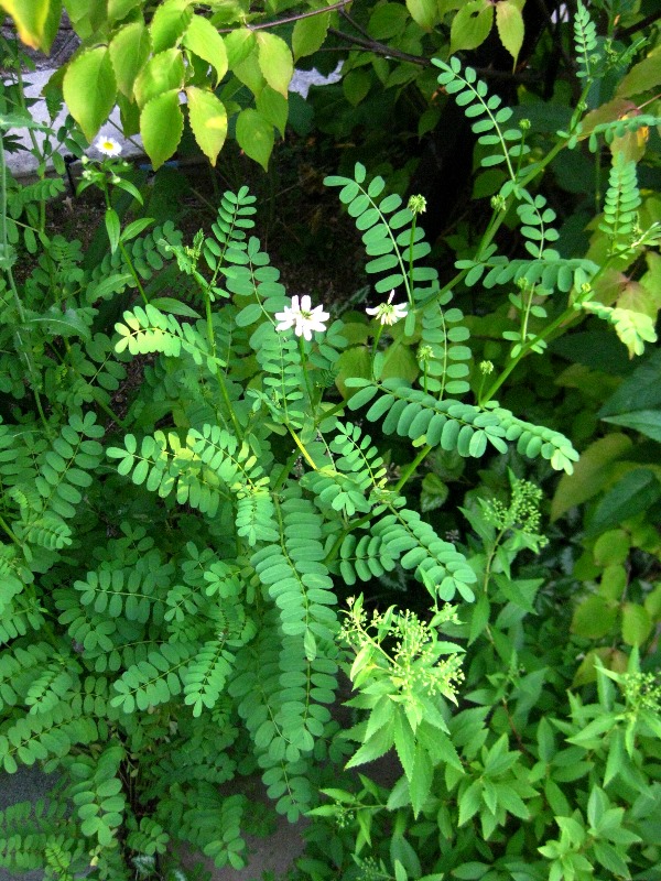 f:id:doronkox:20190815174918j:plain f:id:doronkox:20190815174918j:plain