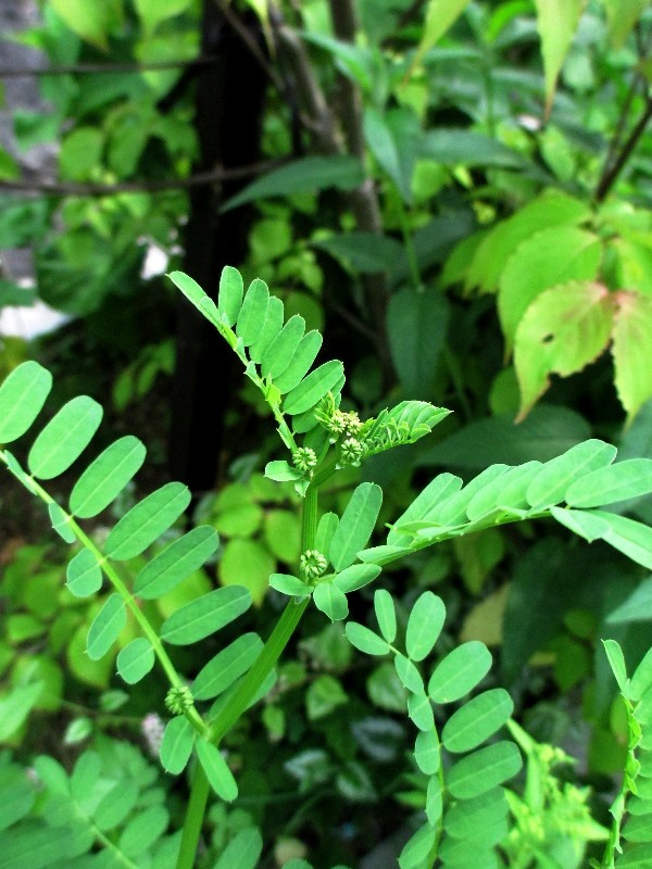 f:id:doronkox:20190815174945j:plain f:id:doronkox:20190815174945j:plain