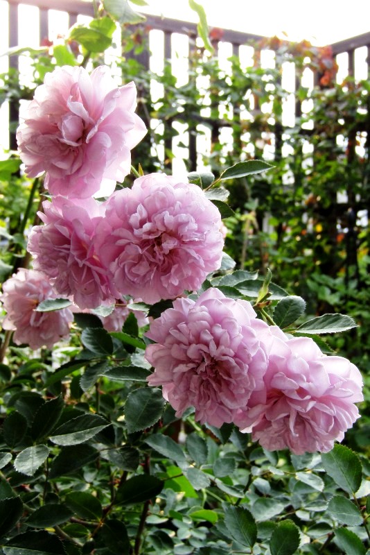 f:id:doronkox:20190822200551j:plain f:id:doronkox:20190822200551j:plain