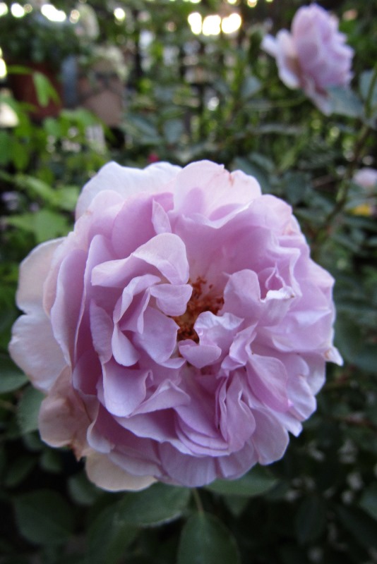 f:id:doronkox:20190822200610j:plain f:id:doronkox:20190822200610j:plain