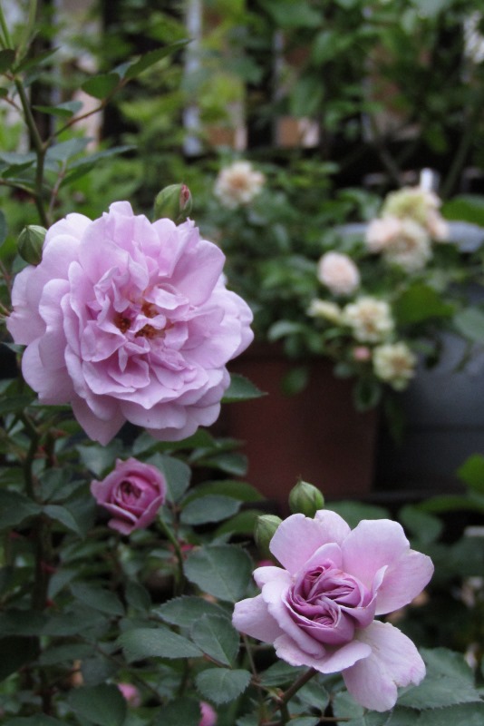 f:id:doronkox:20190822200625j:plain f:id:doronkox:20190822200625j:plain