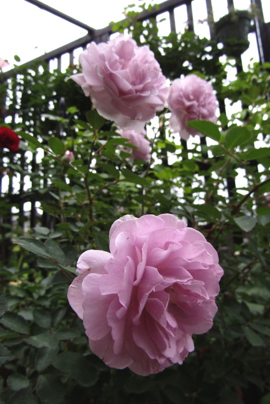 f:id:doronkox:20190822200642j:plain f:id:doronkox:20190822200642j:plain