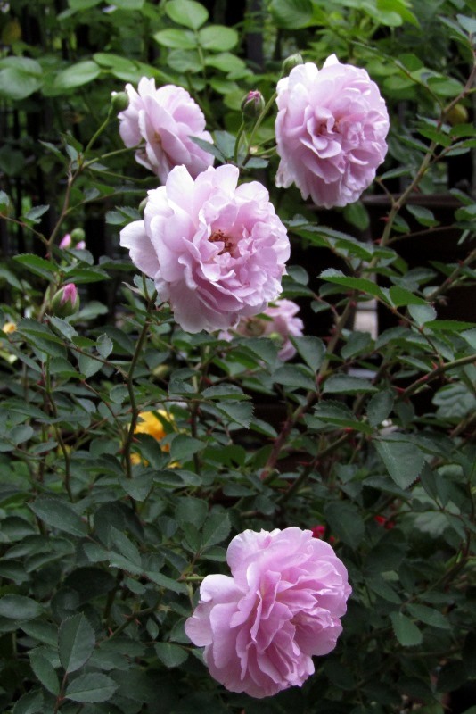 f:id:doronkox:20190822200659j:plain f:id:doronkox:20190822200659j:plain