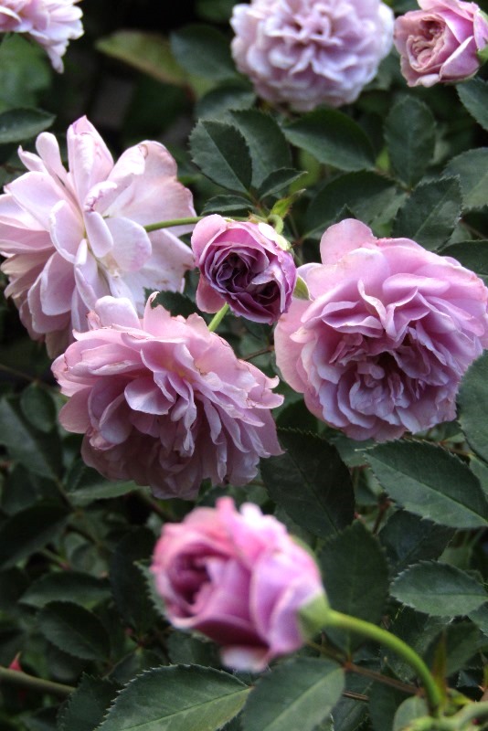 f:id:doronkox:20190822200728j:plain f:id:doronkox:20190822200728j:plain