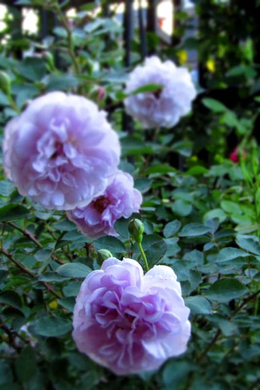 f:id:doronkox:20190822201255j:plain f:id:doronkox:20190822201255j:plain