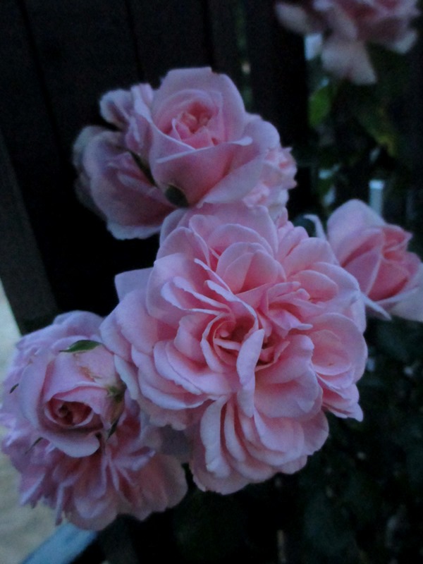 f:id:doronkox:20190825011017j:plain f:id:doronkox:20190825011017j:plain