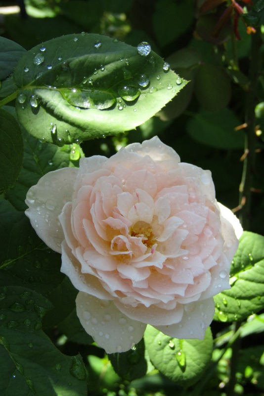 f:id:doronkox:20190826232541j:plain f:id:doronkox:20190826232541j:plain