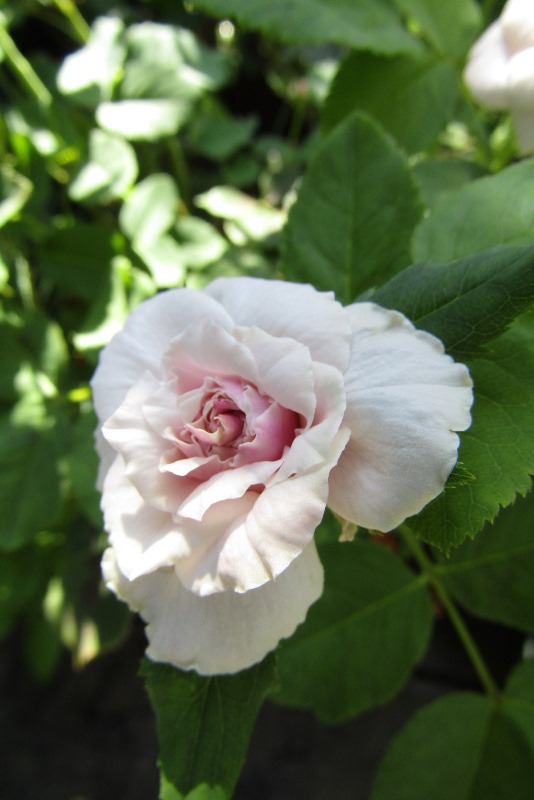 f:id:doronkox:20190827010008j:plain f:id:doronkox:20190827010008j:plain