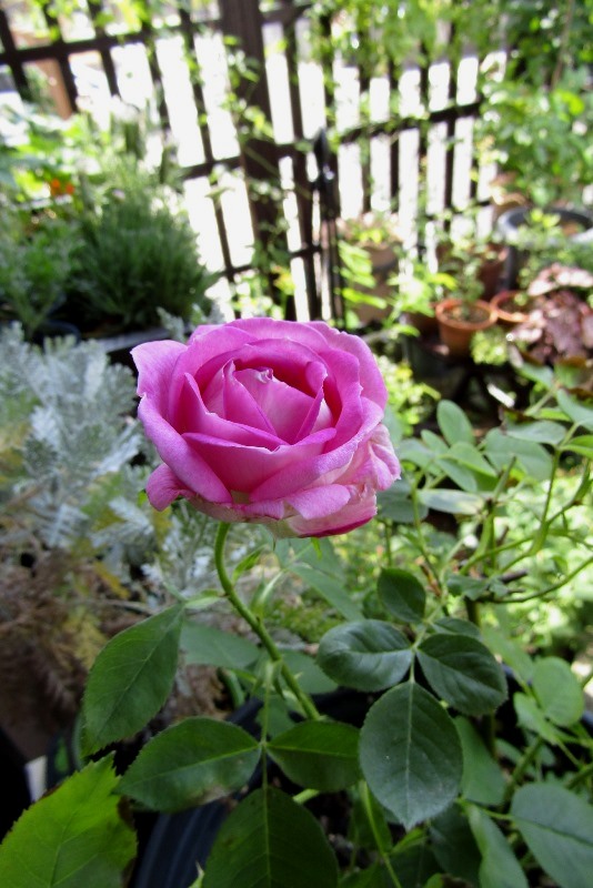 f:id:doronkox:20190831233126j:plain f:id:doronkox:20190831233126j:plain