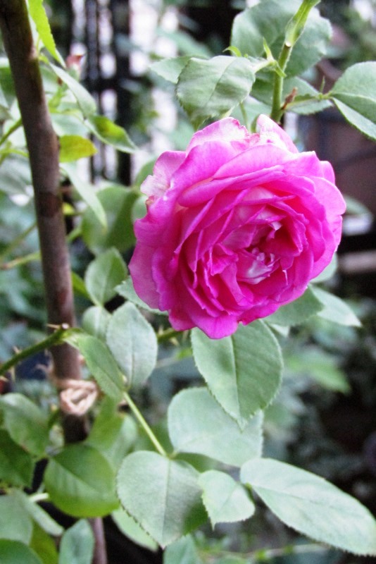 f:id:doronkox:20190831233433j:plain f:id:doronkox:20190831233433j:plain
