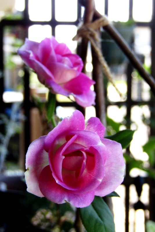 f:id:doronkox:20190831235025j:plain f:id:doronkox:20190831235025j:plain
