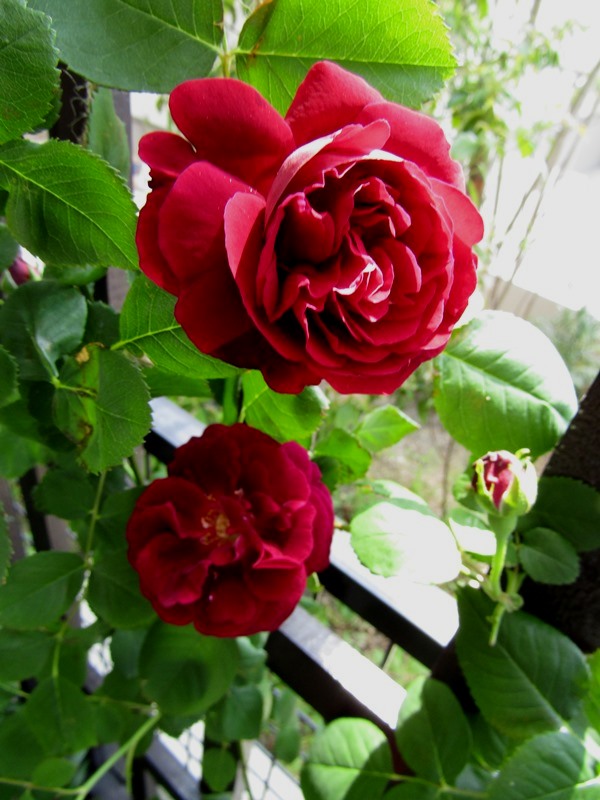 f:id:doronkox:20190904184820j:plain f:id:doronkox:20190904184820j:plain