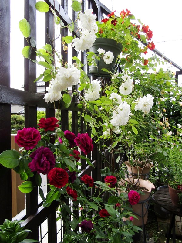 f:id:doronkox:20190904185258j:plain f:id:doronkox:20190904185258j:plain