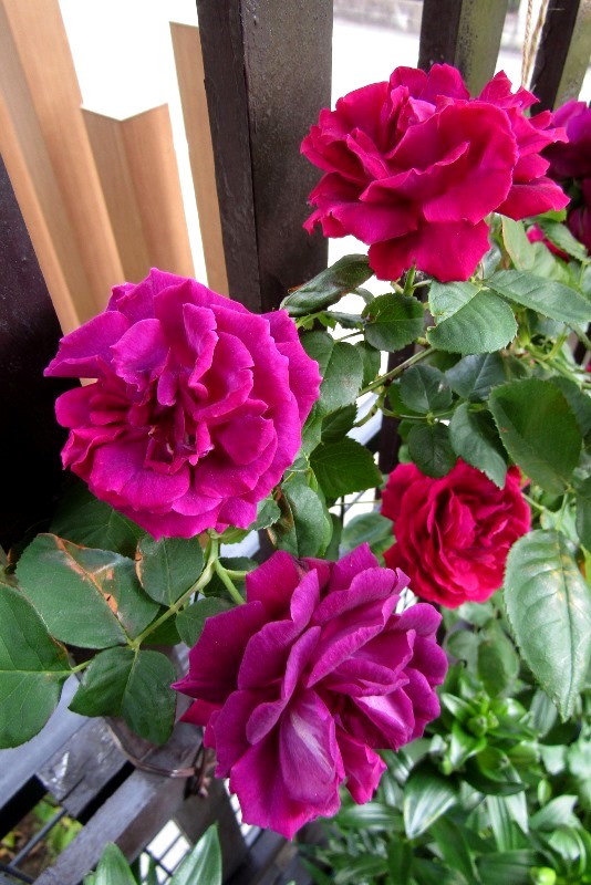 f:id:doronkox:20190904185325j:plain f:id:doronkox:20190904185325j:plain