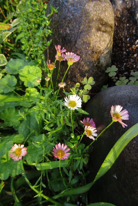 f:id:doronkox:20190905232727j:plain f:id:doronkox:20190905232727j:plain