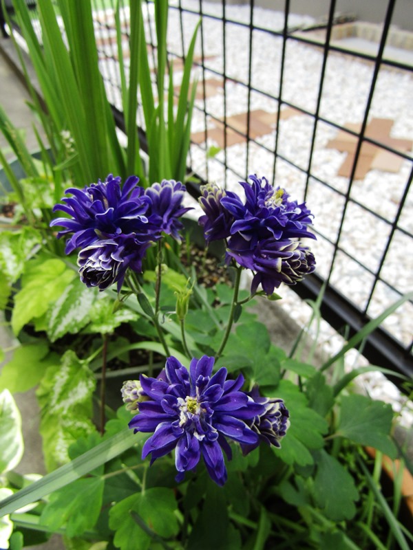 f:id:doronkox:20190905232853j:plain f:id:doronkox:20190905232853j:plain