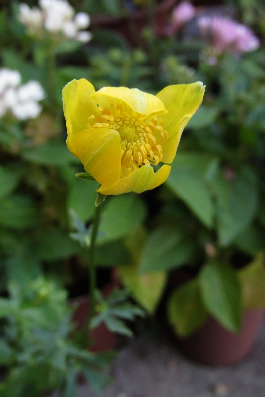 f:id:doronkox:20190906193020j:plain f:id:doronkox:20190906193020j:plain