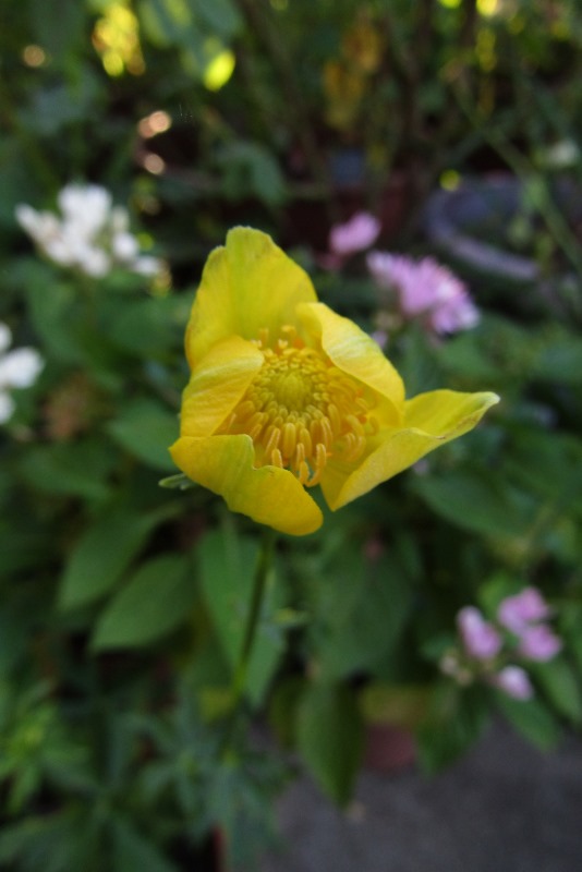 f:id:doronkox:20190906193629j:plain f:id:doronkox:20190906193629j:plain