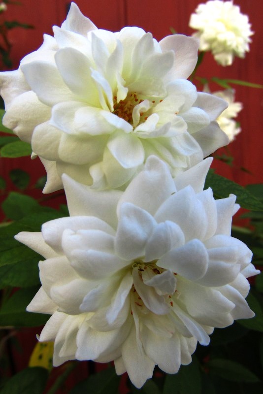 f:id:doronkox:20190918235530j:plain f:id:doronkox:20190918235530j:plain