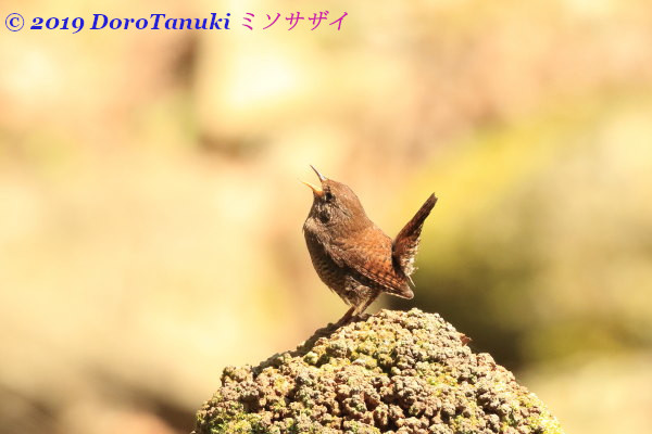 f:id:dorotanuki:20190509131045j:plain f:id:dorotanuki:20190509131045j:plain