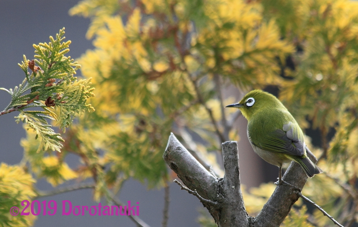 f:id:dorotanuki:20190509131446j:plain f:id:dorotanuki:20190509131446j:plain