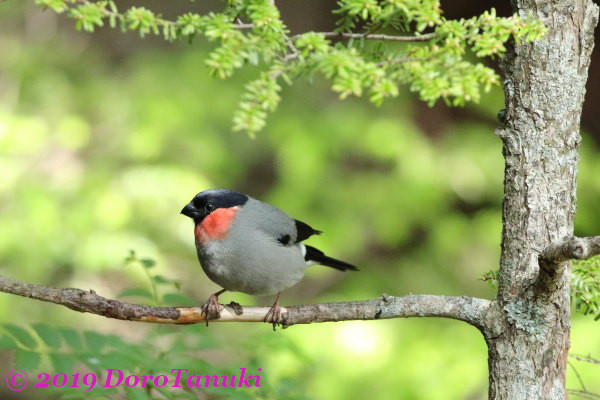 f:id:dorotanuki:20190509133119j:plain f:id:dorotanuki:20190509133119j:plain