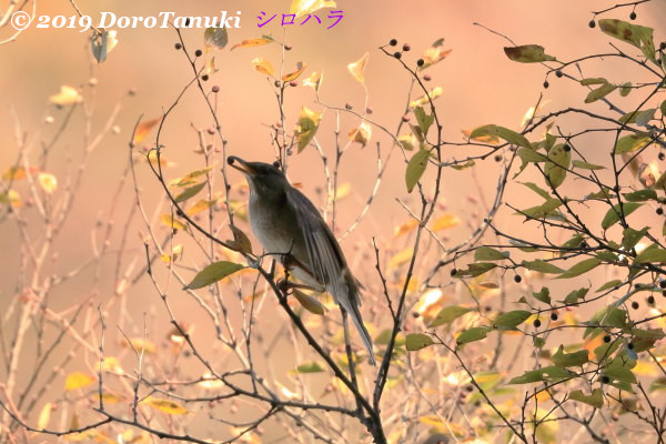 f:id:dorotanuki:20190509133248j:plain f:id:dorotanuki:20190509133248j:plain