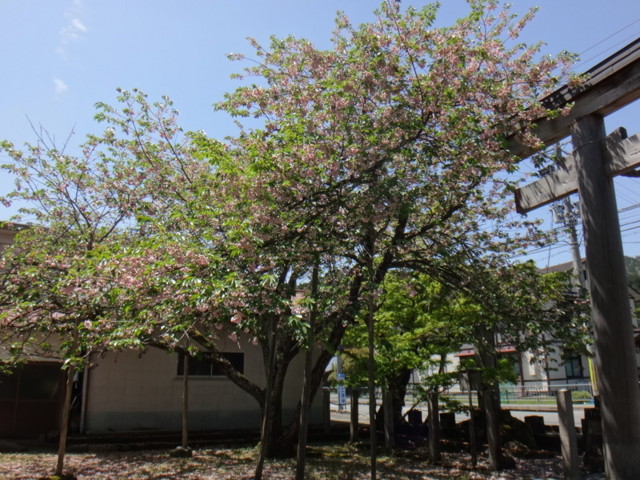f:id:doroyamada:20170512230724j:image f:id:doroyamada:20170512230724j:image