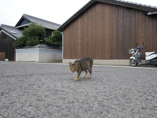 f:id:doroyamada:20191106204955j:image