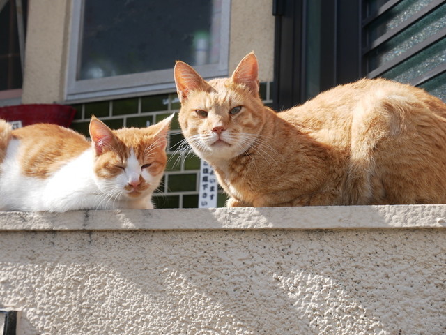 f:id:doroyamada:20191106205054j:image