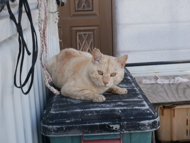 f:id:doroyamada:20191106205059j:image