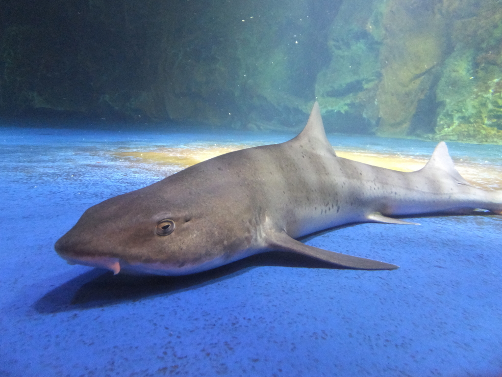 f:id:dorphin-rider:20180202214836j:plain
