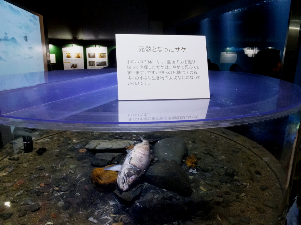 f:id:dorphin-rider:20180202214846j:plain