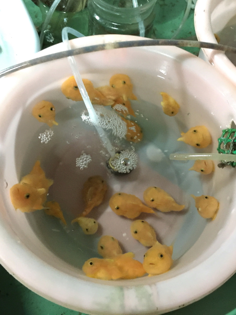f:id:dorphin-rider:20180202214926j:plain