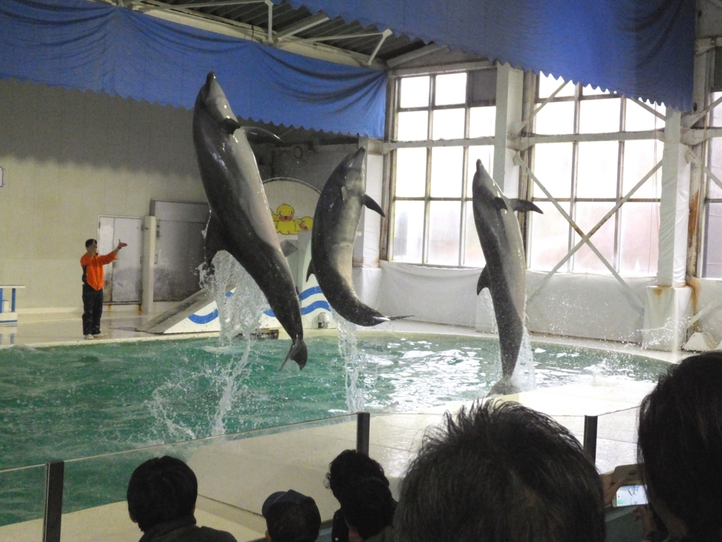 f:id:dorphin-rider:20180202215434j:plain