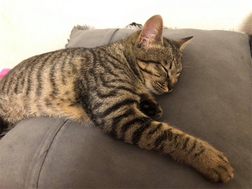 f:id:doruki:20191212132701j:image