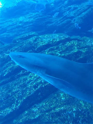 f:id:doruki:20191212141137j:image