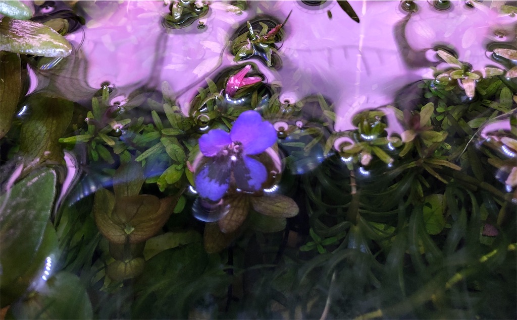 f:id:dorymogy:20200310223102j:image f:id:dorymogy:20200310223102j:image