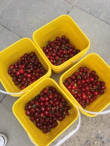 f:id:dosankoinnz:20190814065409j:plain f:id:dosankoinnz:20190814065409j:plain