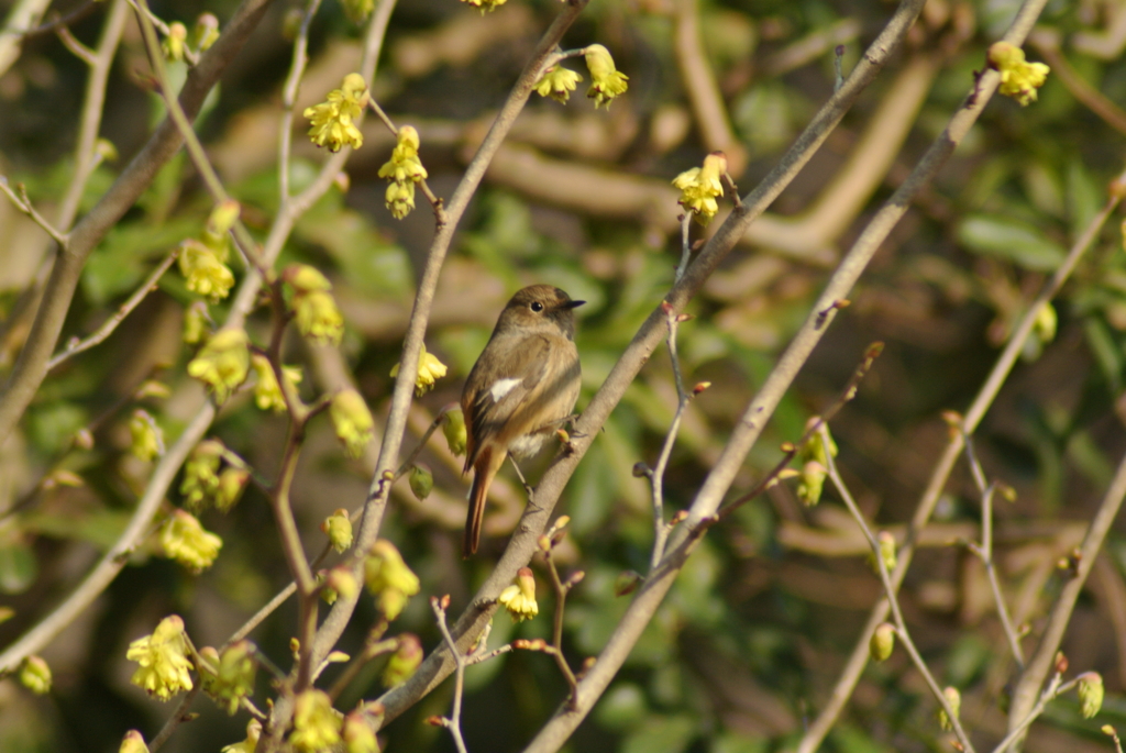 f:id:doshiroutobirder:20170327175405j:plain f:id:doshiroutobirder:20170327175405j:plain
